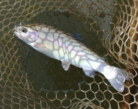 ルアーでチャレンジ 大安トラウトレイク